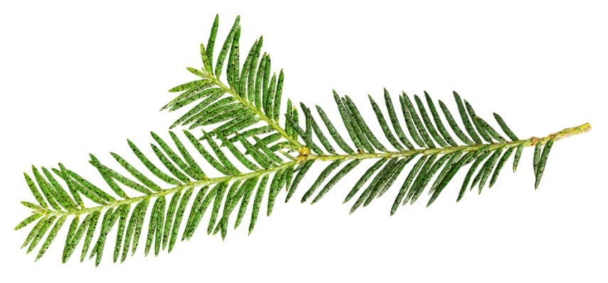kersttak zonder achtergrond