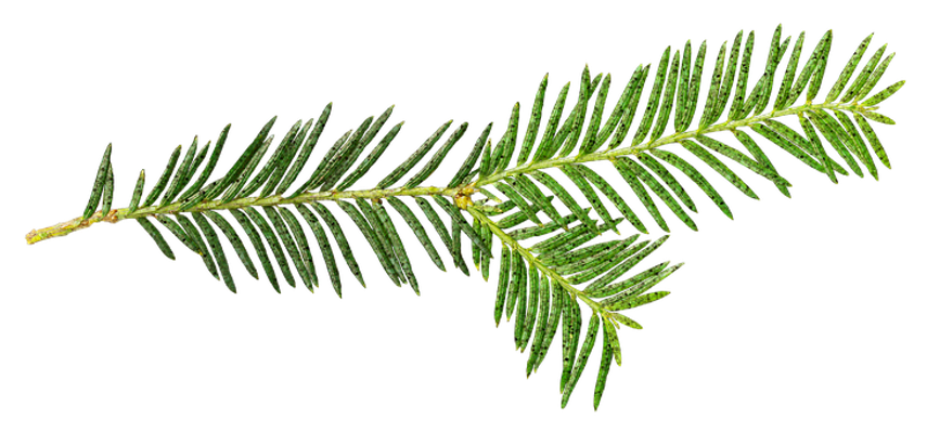 kersttak zonder achtergrond
